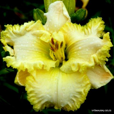 Daylily Telperion
