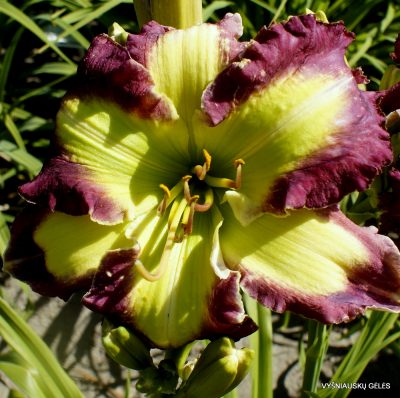 Daylily The Green Hammer