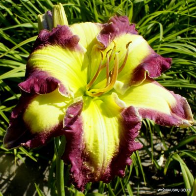 Daylily The Green Hammer (2)