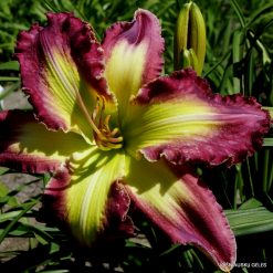Daylily The Green Hammer