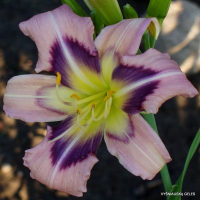 Daylily We Can Dance