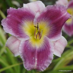 Daylily Westbourne Teresa’s Sweet Smile
