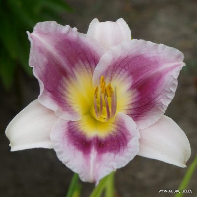 Daylily Westbourne Teresa’s Sweet Smile (2)