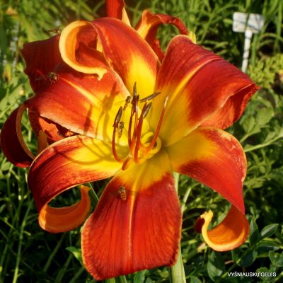 Daylily What's Up Down South