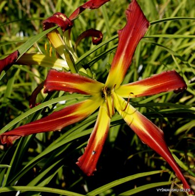 Daylily Wired
