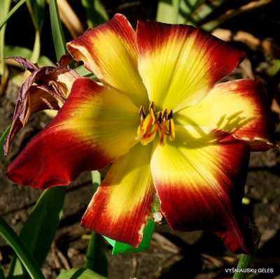 Daylily With or Without You