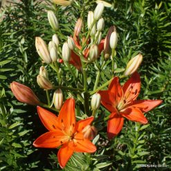 Lily 'Baltgalvite'