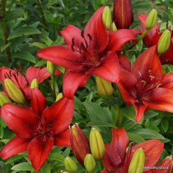 Lily 'Original Love'