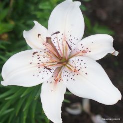 Lily 'Ramutė'