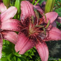 Lily Tangomanija