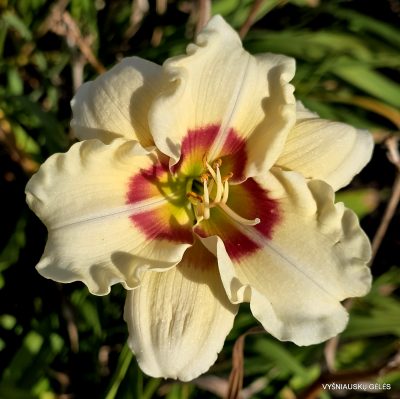 'Tanja Haase'