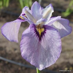 Iris 'Ryumon'
