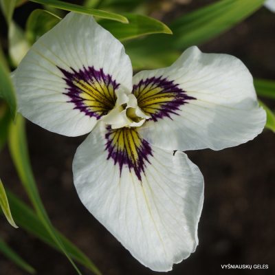 Iris ‘Shirabyoshi’