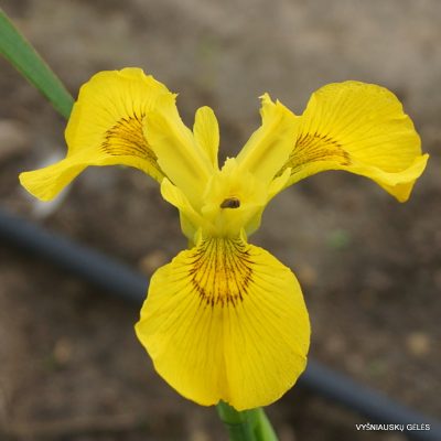 Iris pseudacorus 'Beuron'