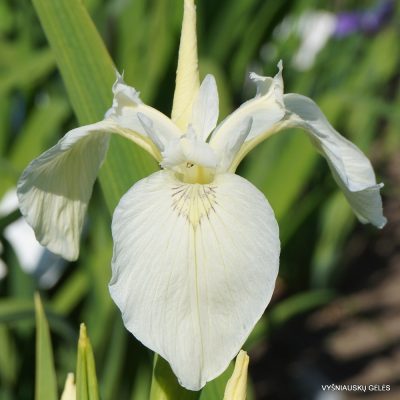 Iris pseudacorus ‘Crème de la Crème’