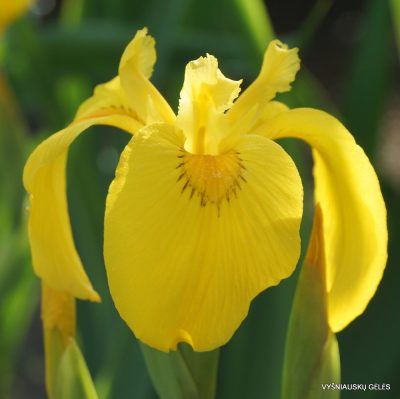 Iris pseudacorus 'Gubijin' (2)