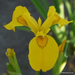 Iris pseudacorus 'Gubijin'