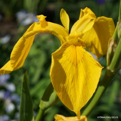 Iris pseudacorus 'Roccapina' (2)