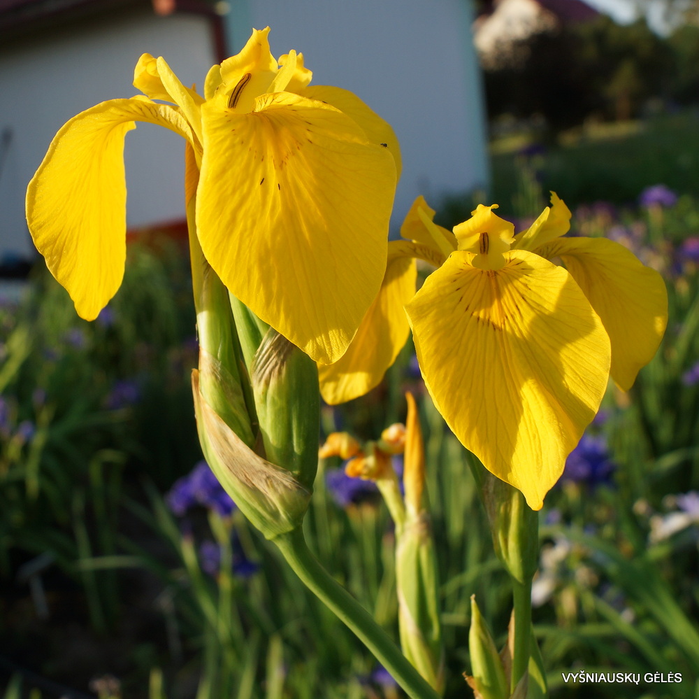 Iris pseudacorus 'Roccapina' (3)