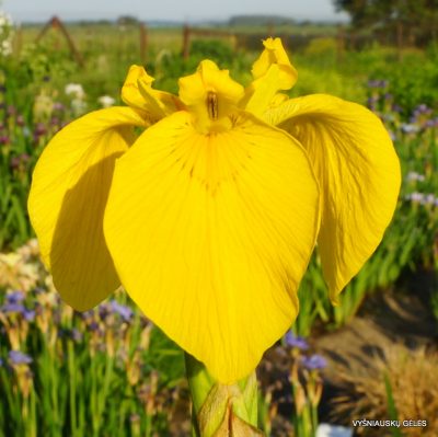 Iris pseudacorus ‘Roccapina’