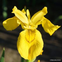 Iris pseudacorus 'Wychwoods Multifloral'