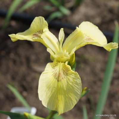 Iris pseudacorus var. bastardii (2)