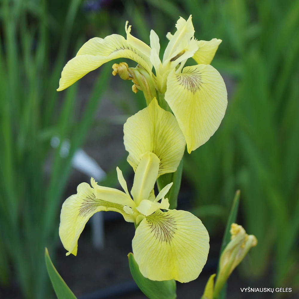 Iris pseudacorus var. bastardii (3)