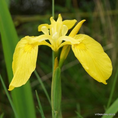 Iris pseudacorus (wildform) (2)