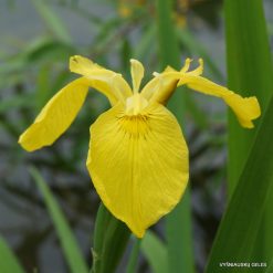 Iris pseudacorus (wildform)