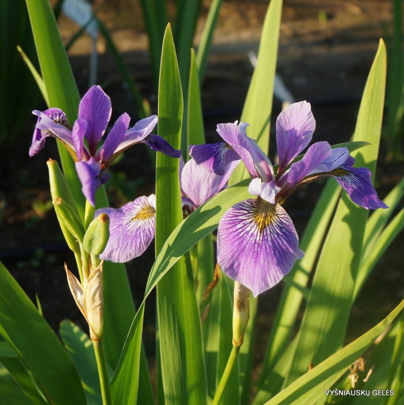 Iris virginica (3)