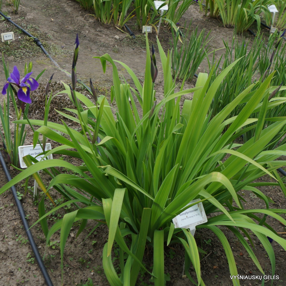 Iris virginica 'Sumpfprinzessin' (2)