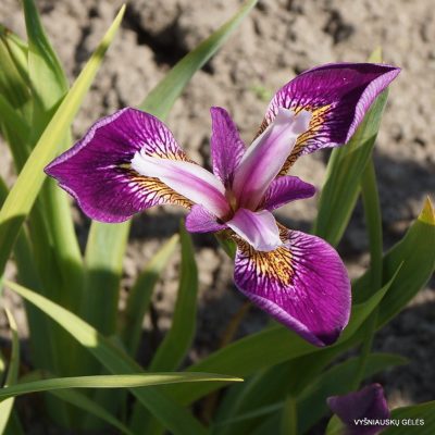 Iris × biversata ‘Simply Cute’