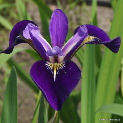 Iris × robusta 'Do the Math'