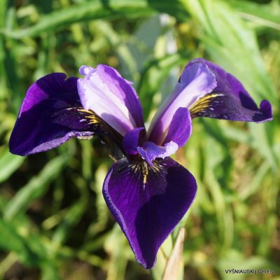 Iris × robusta 'Do the Math' (2)
