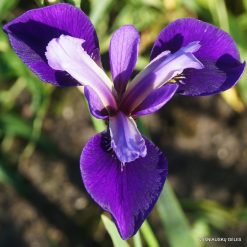 Iris × robusta 'Do the Math'