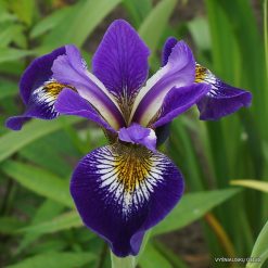 Iris × robusta ‘For Jay‘
