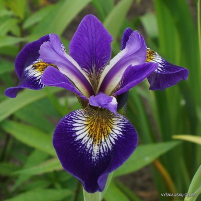 Iris × robusta ‘For Jay‘