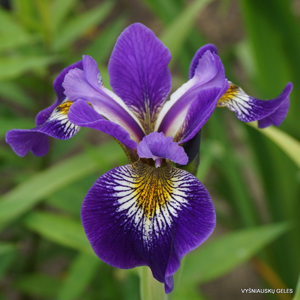 Iris × robusta ‘For Jay‘ (2)
