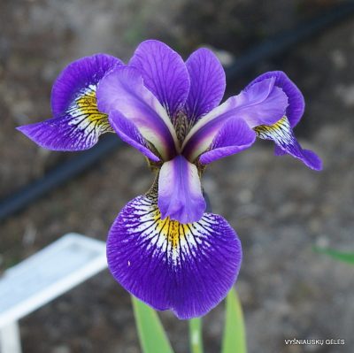 Iris × robusta ‘For Jay‘ (2)