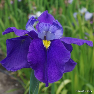 Iris × versata 'Francis Cabot' (2)
