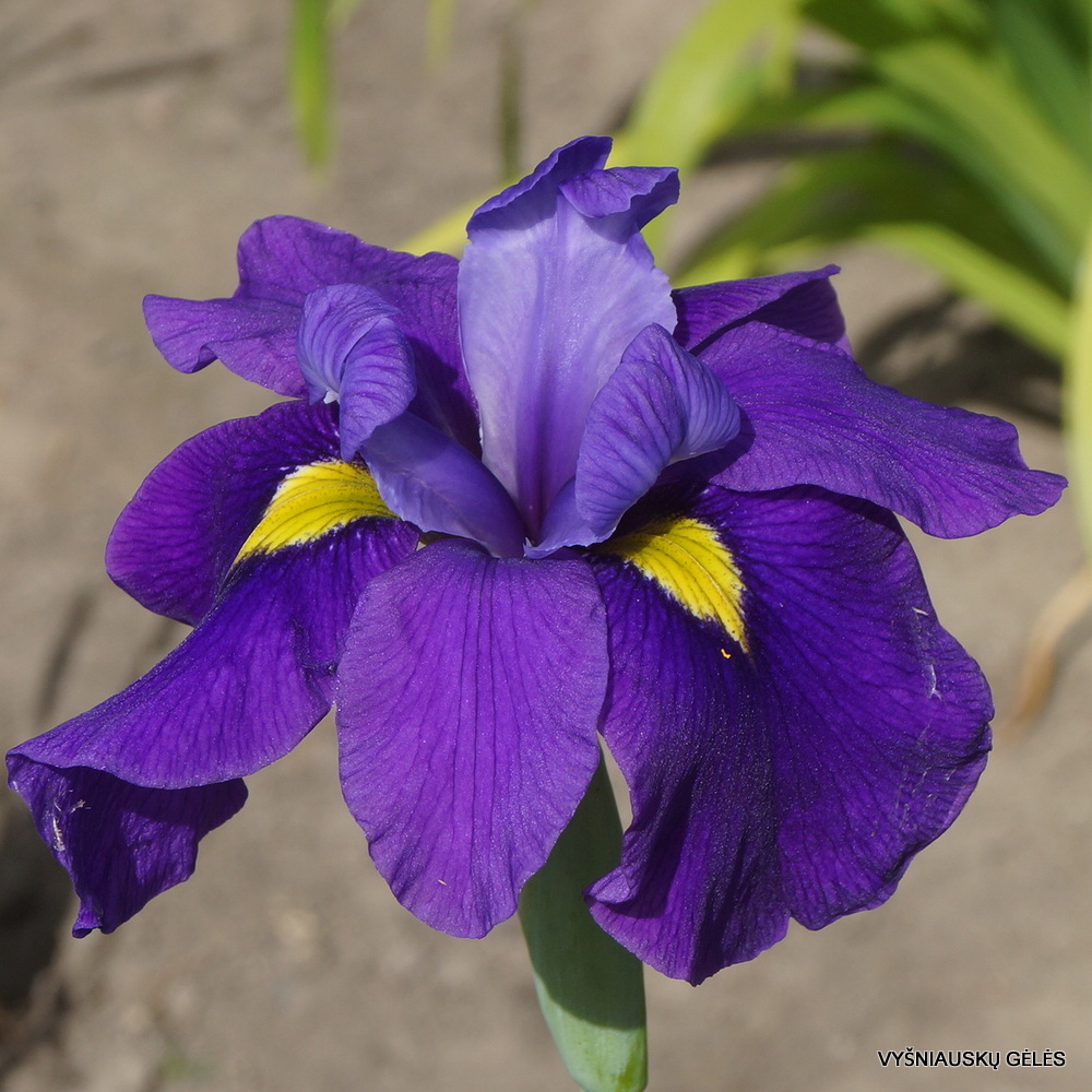 Iris × versata 'Francis Cabot' (3)