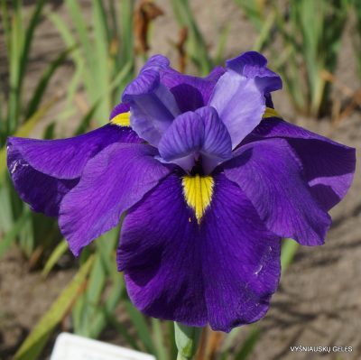 Iris × versata ‘Francis Cabot’