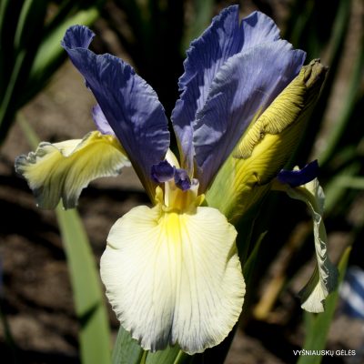Iris ‘Spadille’ Iris ‘Spadille’