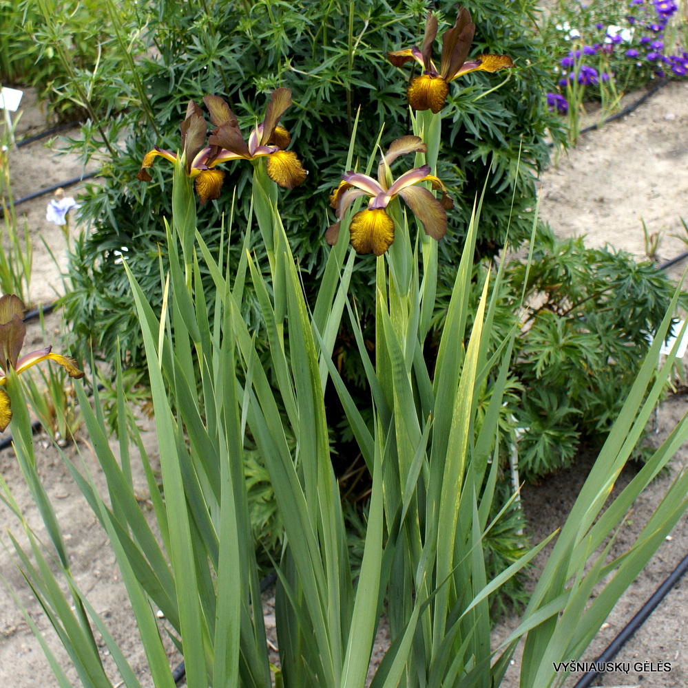 Iris 'Adobe Sunset'