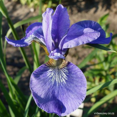 Iris ‘Adolf Svoboda’