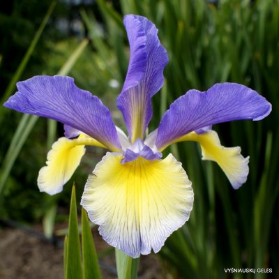 Iris 'Adriatic Memories' (3)