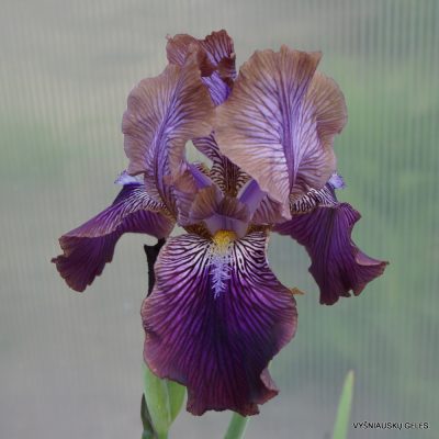 Iris 'Afrosiab'