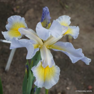 Iris Airy Fancy (2)