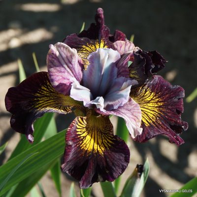 Iris 'All Gothed Up' (2)