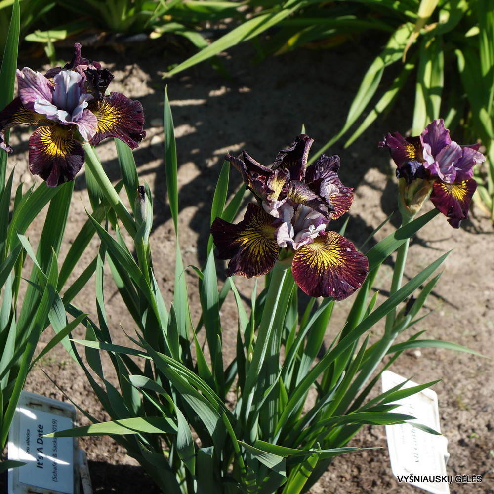 Iris 'All Gothed Up' (3)